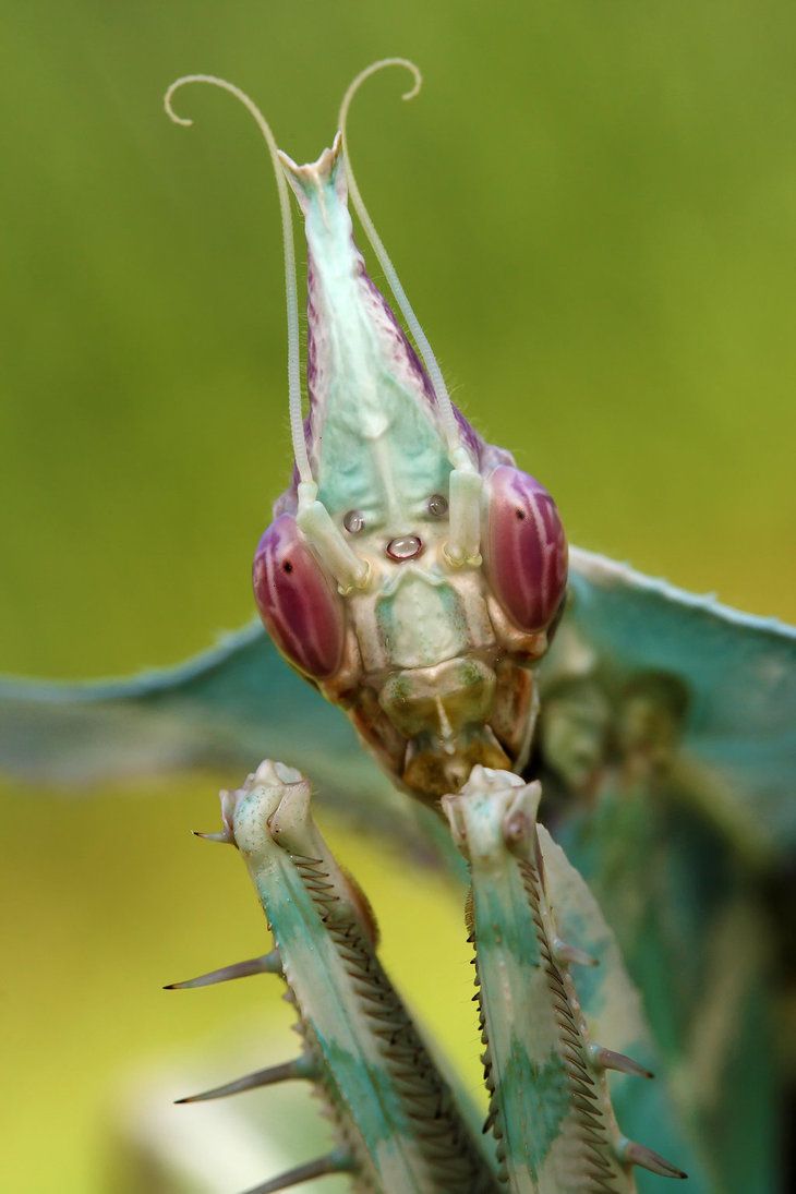 Detail Devils Flower Praying Mantis Nomer 23