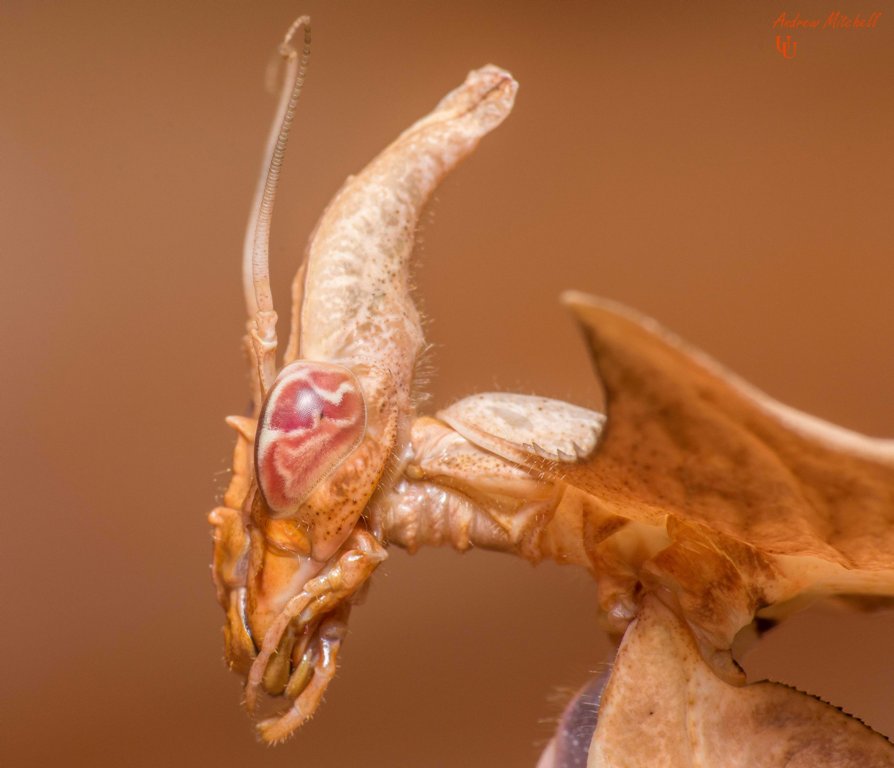Detail Devils Flower Praying Mantis Nomer 25