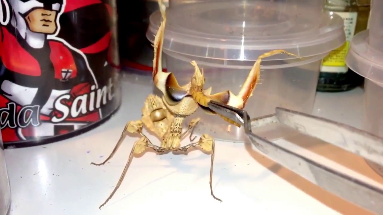 Detail Devils Flower Praying Mantis Nomer 26