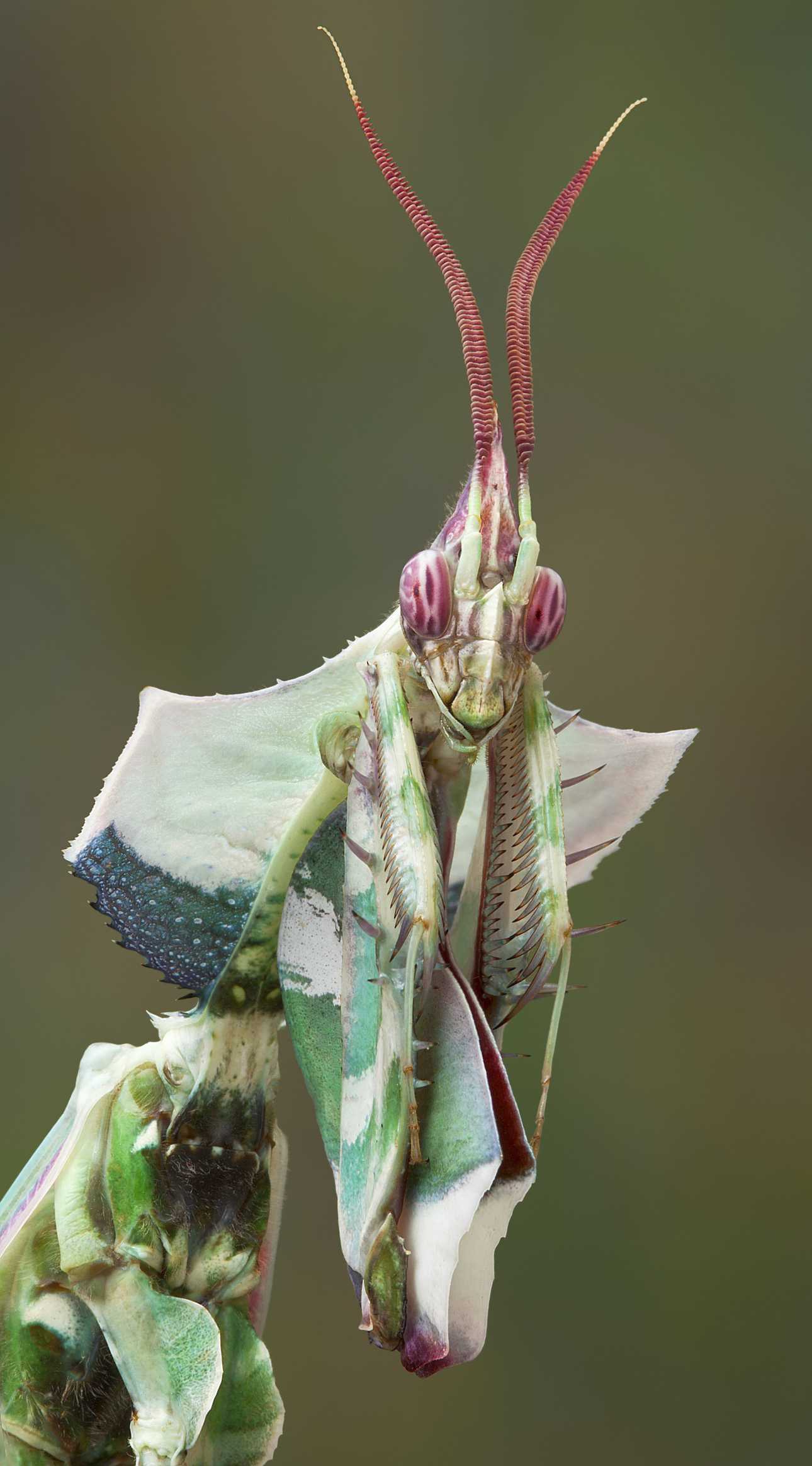 Detail Devils Flower Praying Mantis Nomer 4
