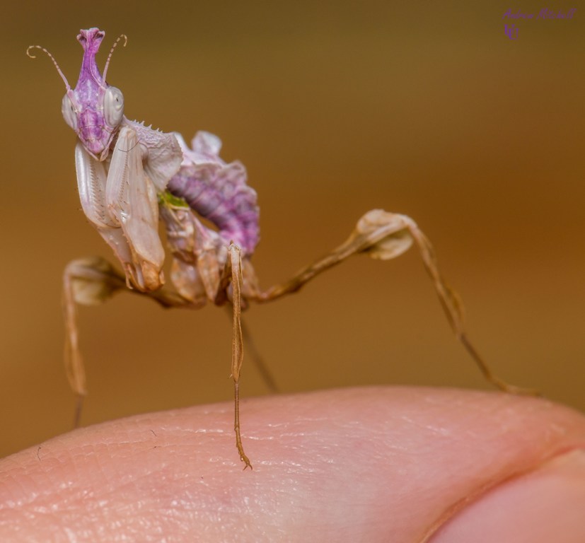 Detail Devils Flower Praying Mantis Nomer 32