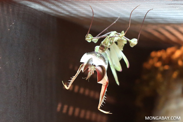 Detail Devils Flower Praying Mantis Nomer 33