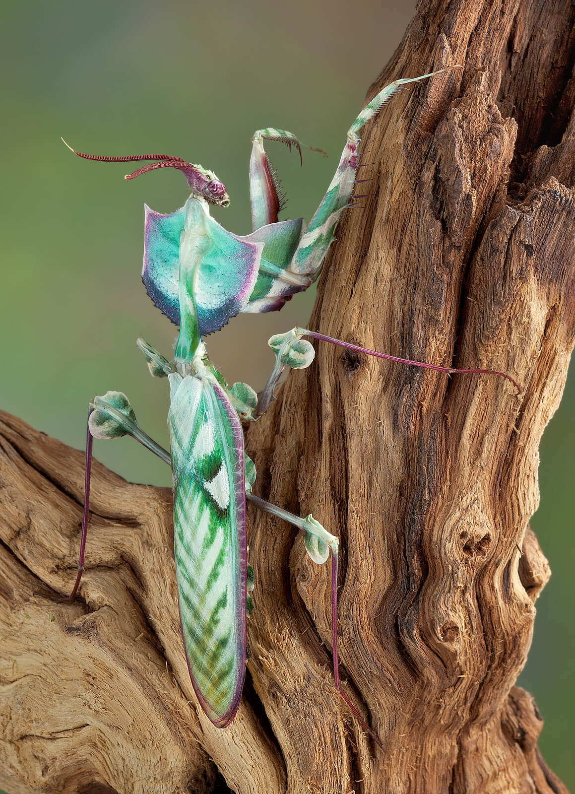 Detail Devils Flower Praying Mantis Nomer 38
