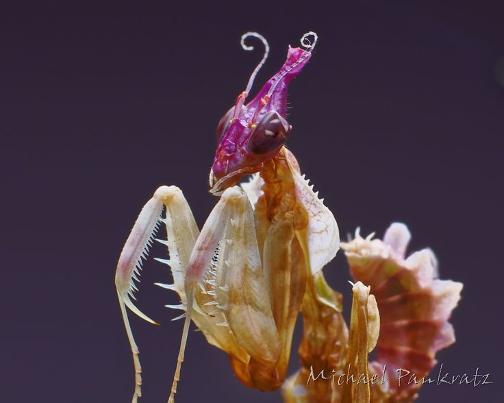 Detail Devils Flower Praying Mantis Nomer 43