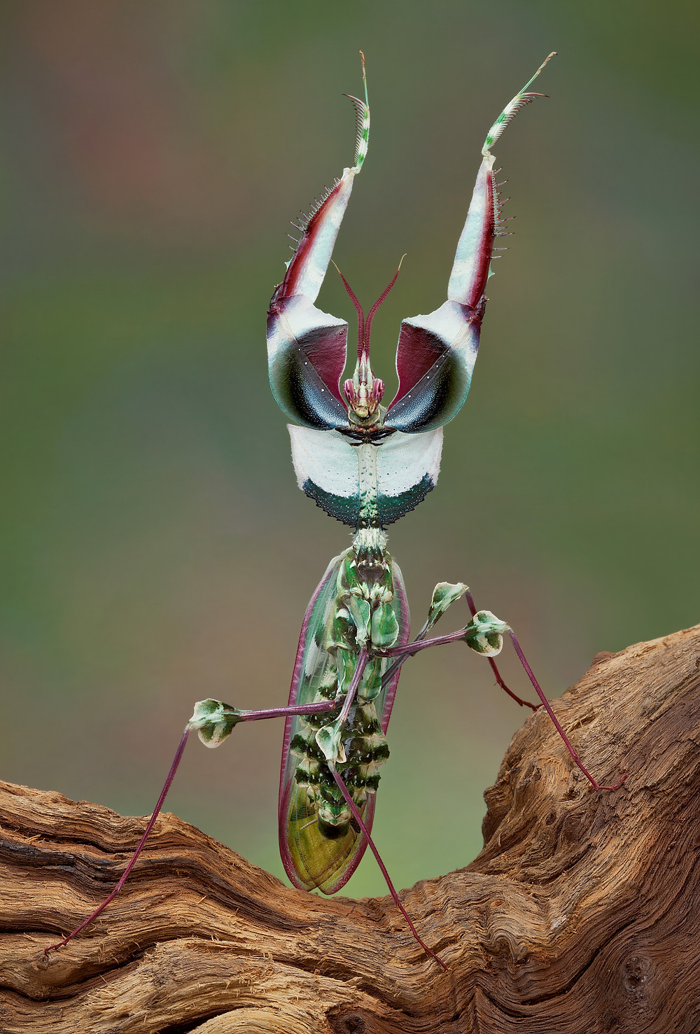 Detail Devils Flower Praying Mantis Nomer 44