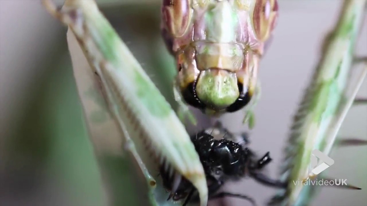 Detail Devils Flower Praying Mantis Nomer 49
