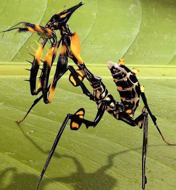 Detail Devils Flower Praying Mantis Nomer 8