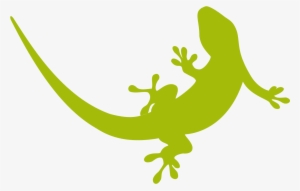 Detail Gecko Bilder Nomer 14