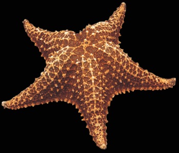 Detail Picture Of Star Fish Nomer 38