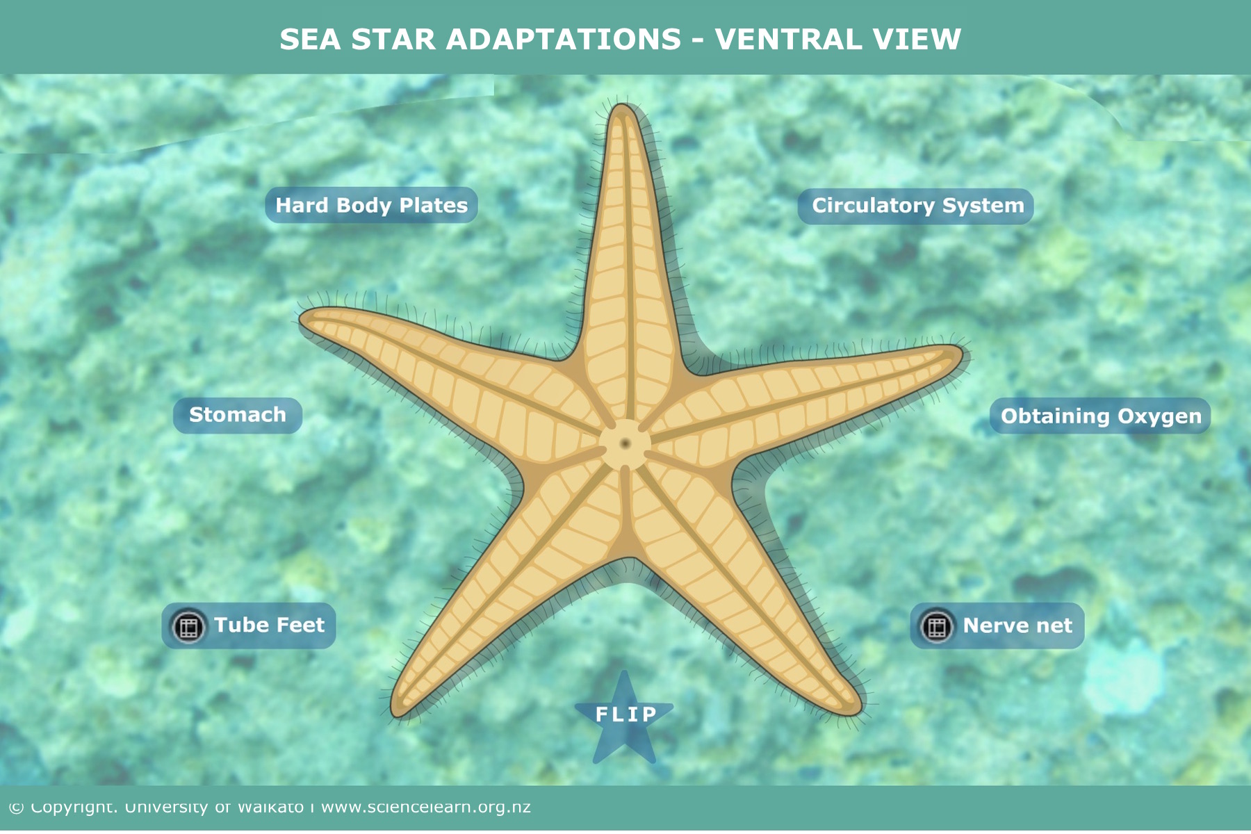 Detail Picture Of Star Fish Nomer 44