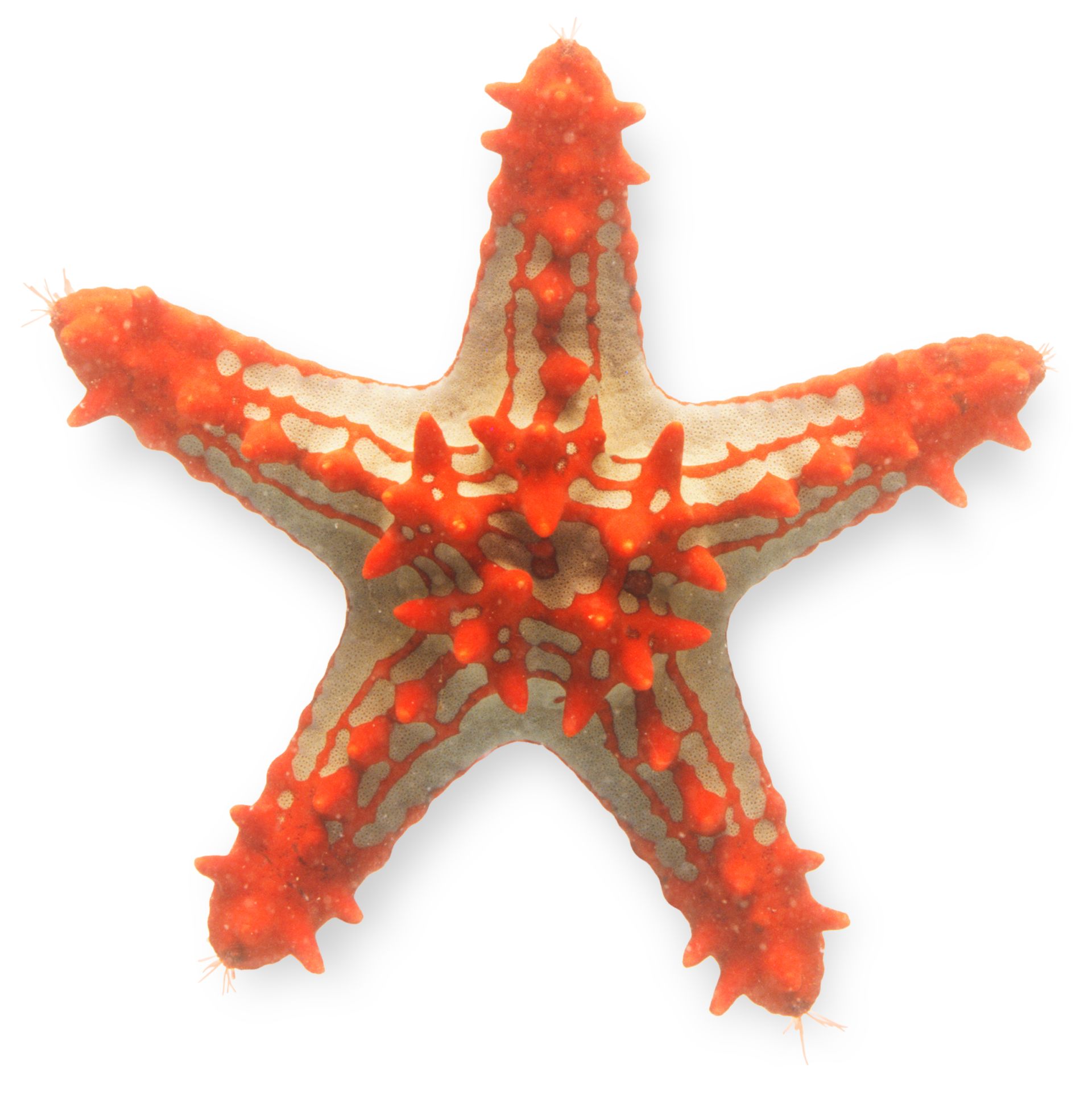 Detail Picture Of Starfish Nomer 10