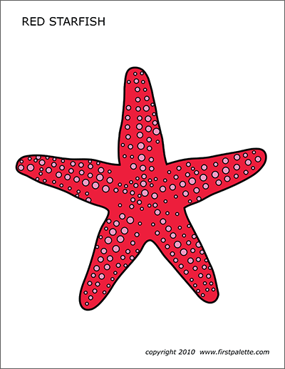 Detail Picture Of Starfish Nomer 41