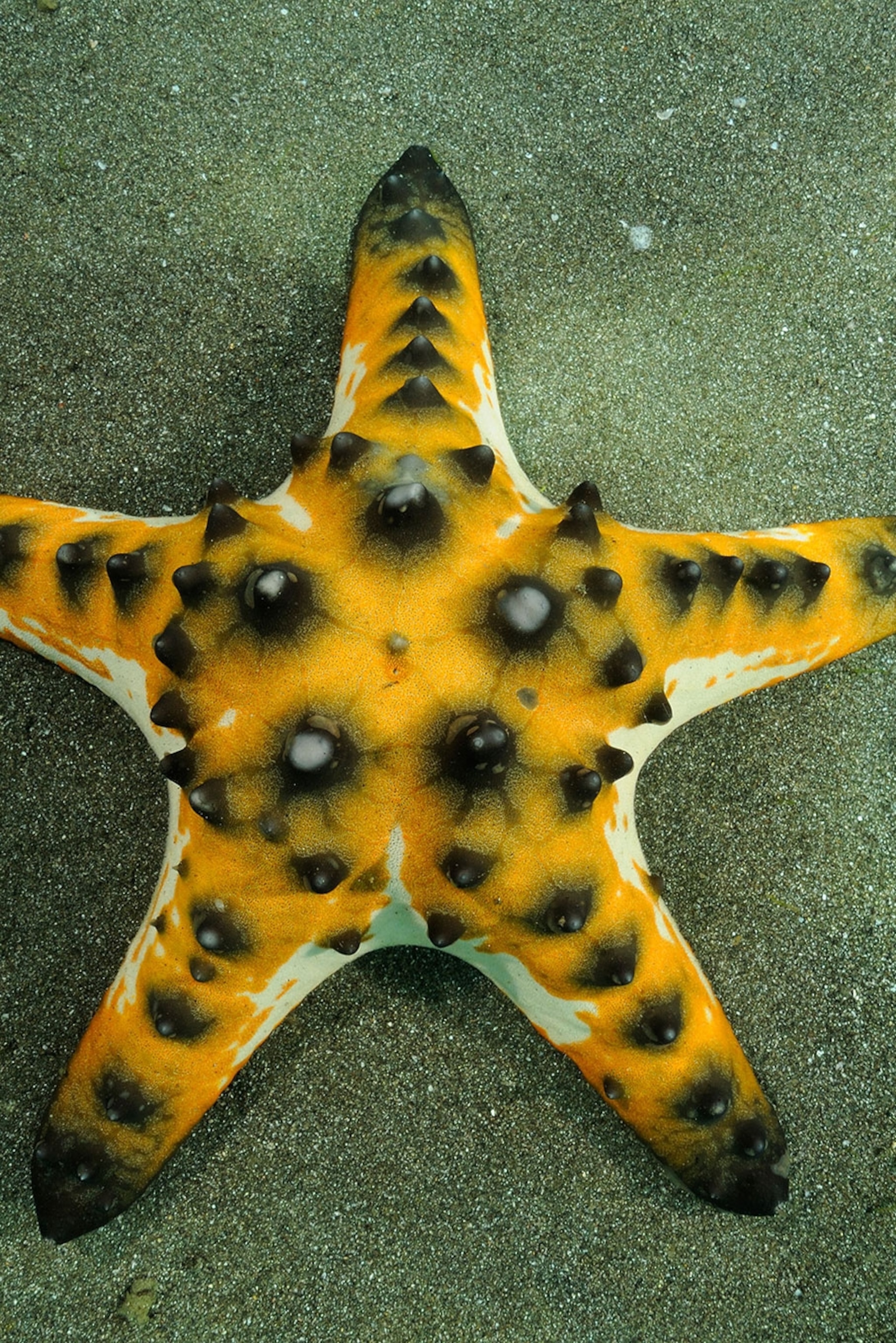 Detail Picture Of Starfish Nomer 45