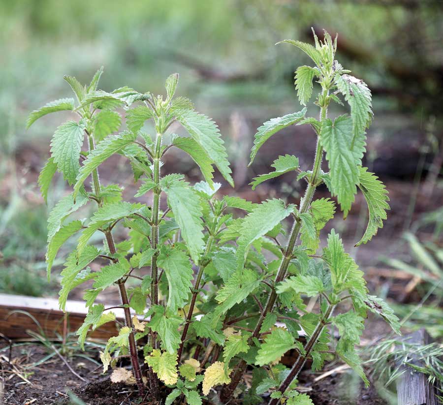 Detail Picture Of Stinging Nettle Nomer 2