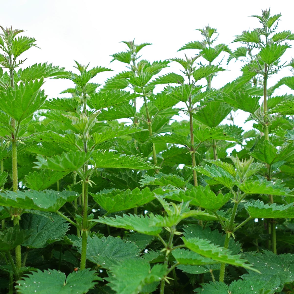 Detail Picture Of Stinging Nettle Nomer 14