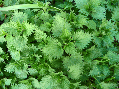 Detail Picture Of Stinging Nettle Nomer 16