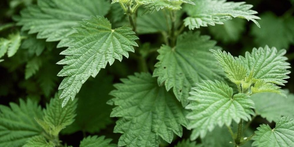 Detail Picture Of Stinging Nettle Nomer 30