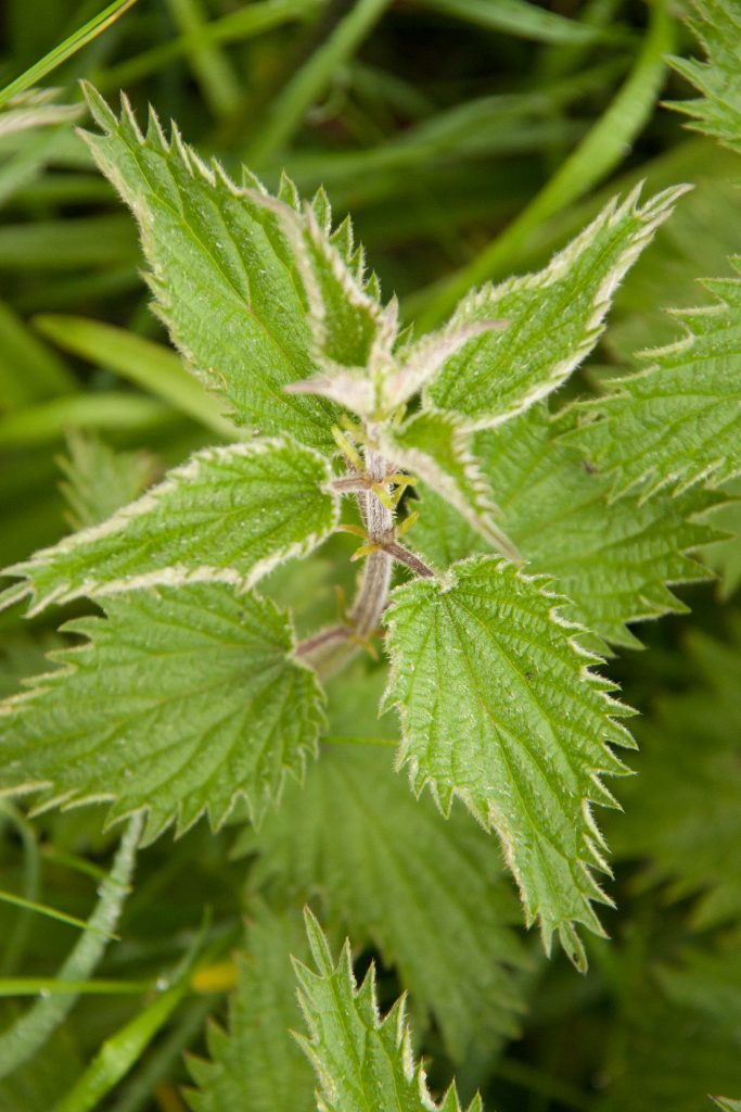 Detail Picture Of Stinging Nettle Nomer 31