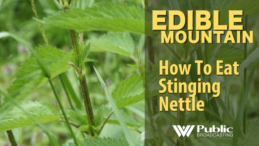 Detail Picture Of Stinging Nettle Nomer 37