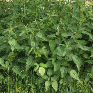 Detail Picture Of Stinging Nettle Nomer 40