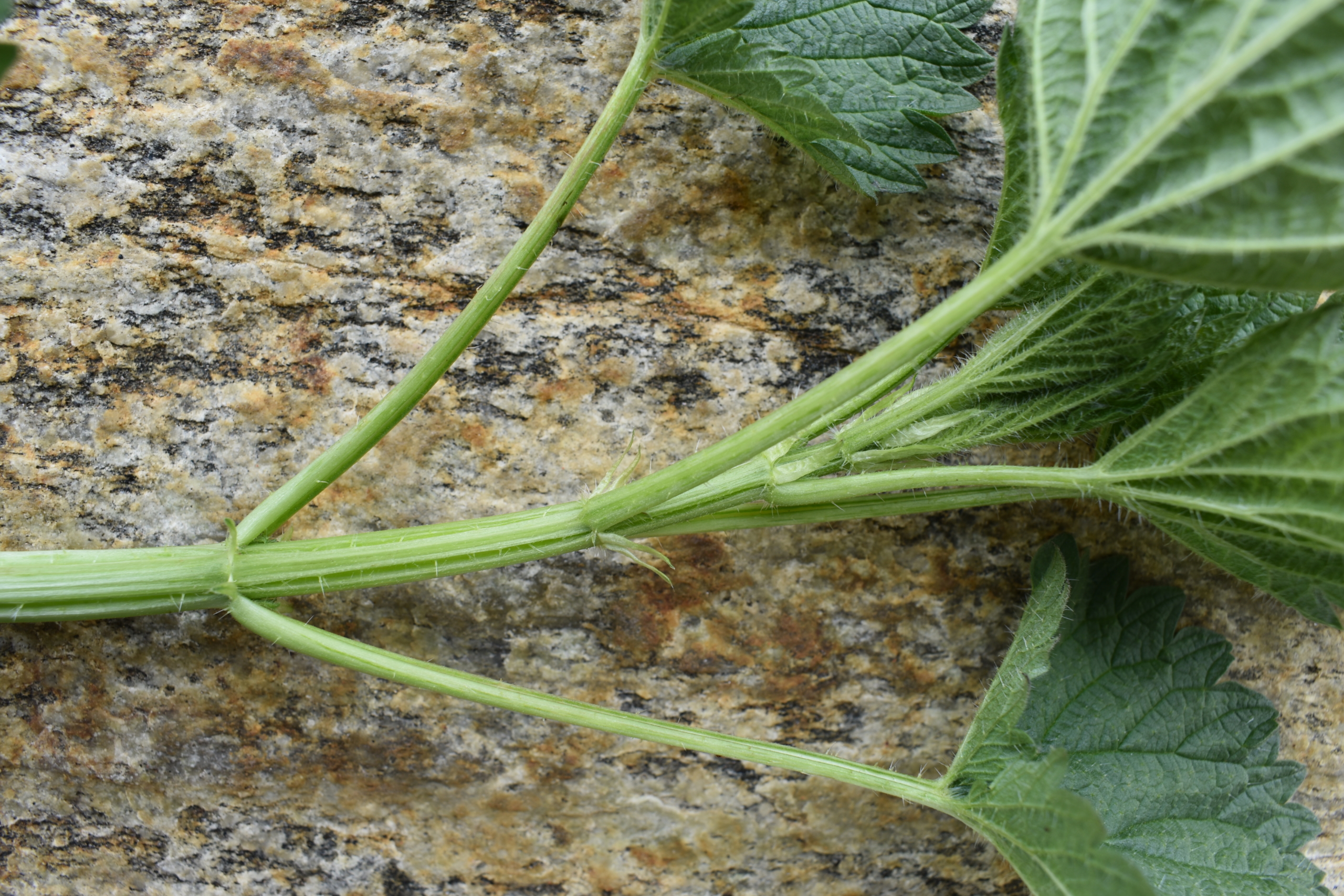 Detail Picture Of Stinging Nettle Nomer 43