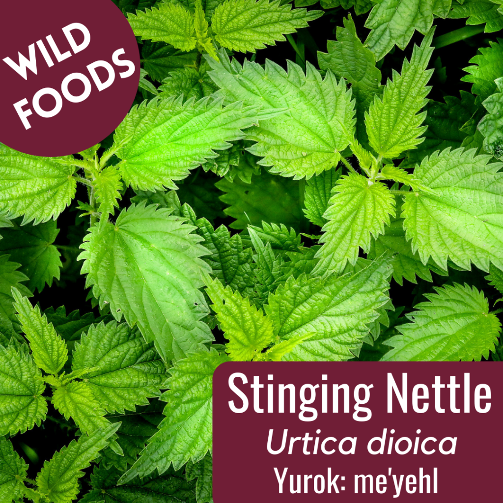 Detail Picture Of Stinging Nettle Nomer 48