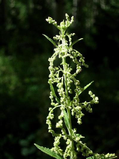 Detail Picture Of Stinging Nettle Nomer 49