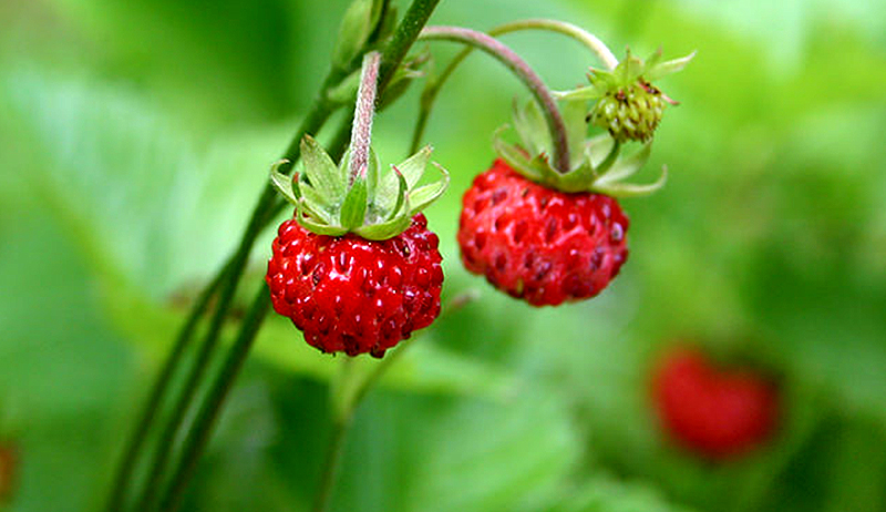 Detail Picture Of Strawberries Nomer 23