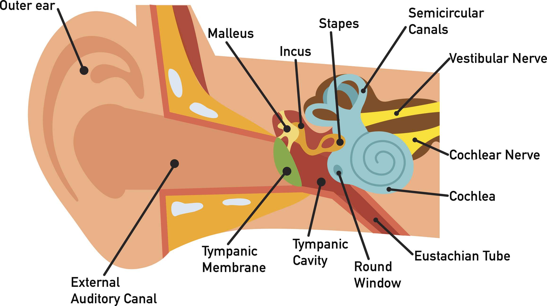 Detail Picture Of The Ear Nomer 13