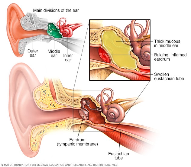 Detail Picture Of The Ear Nomer 16