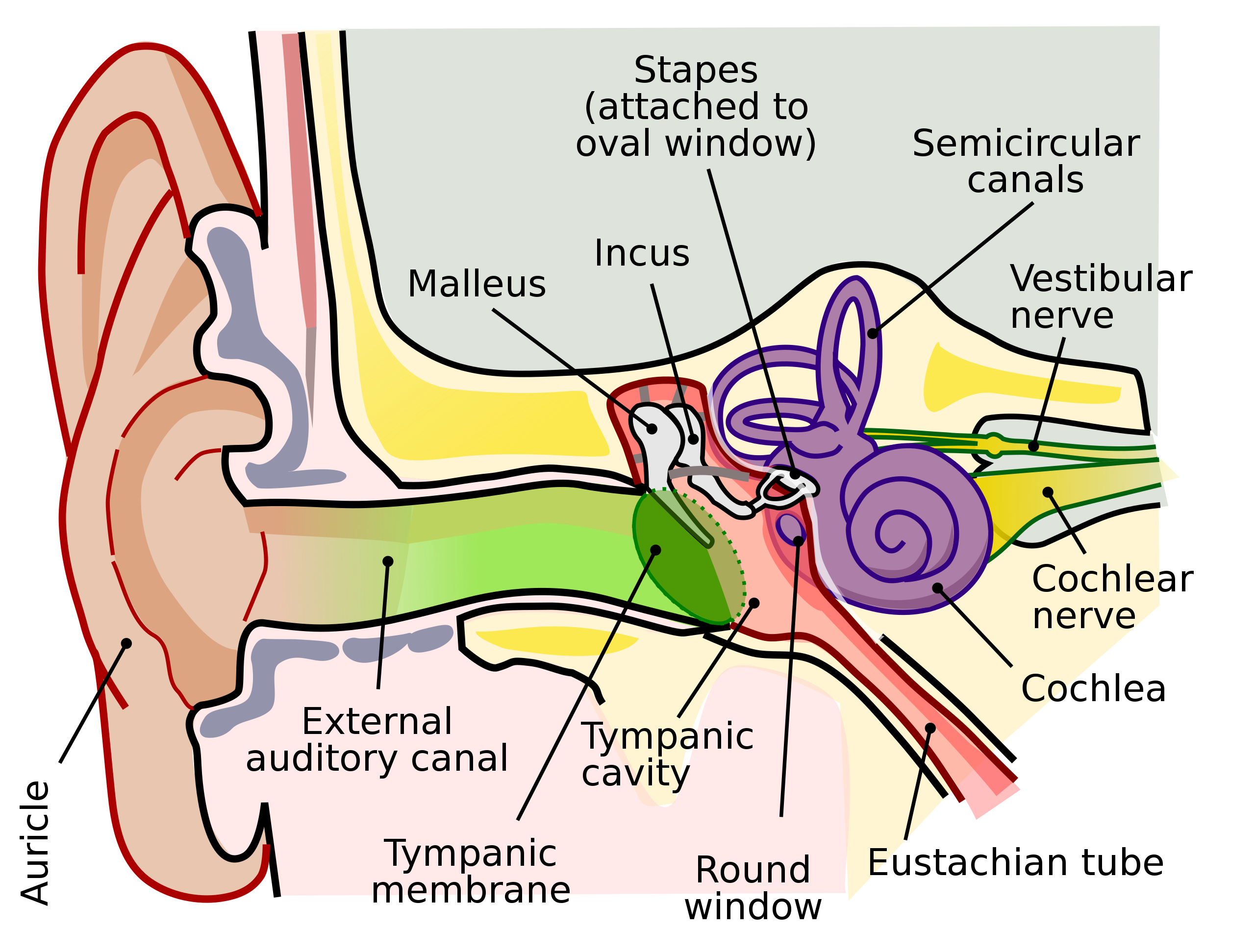 Detail Picture Of The Ear Nomer 17