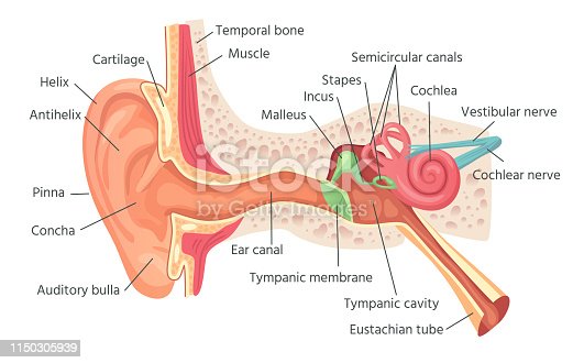 Detail Picture Of The Ear Nomer 3