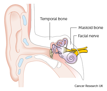 Detail Picture Of The Ear Nomer 22