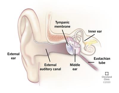 Detail Picture Of The Ear Nomer 24