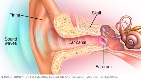 Detail Picture Of The Ear Nomer 26