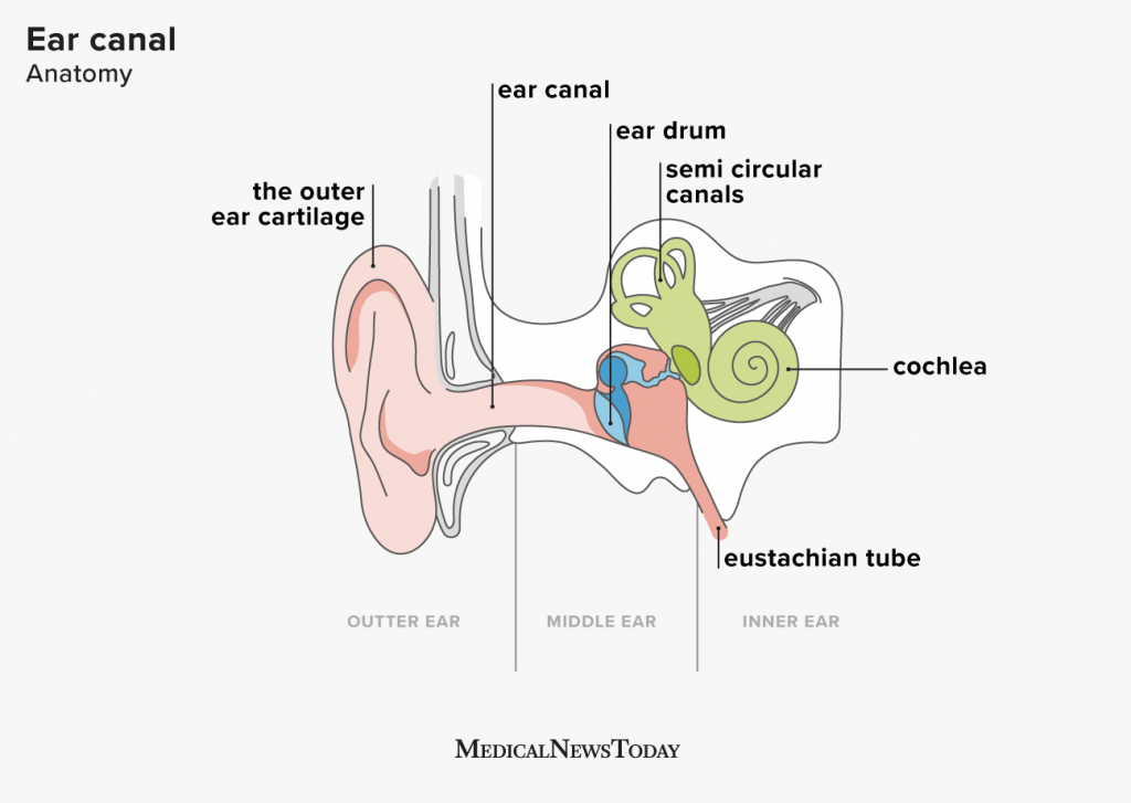 Detail Picture Of The Ear Nomer 37
