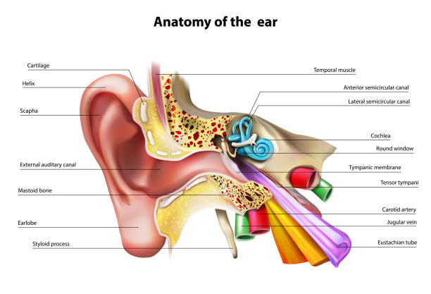 Detail Picture Of The Ear Nomer 41