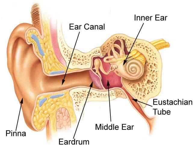 Detail Picture Of The Ear Nomer 6