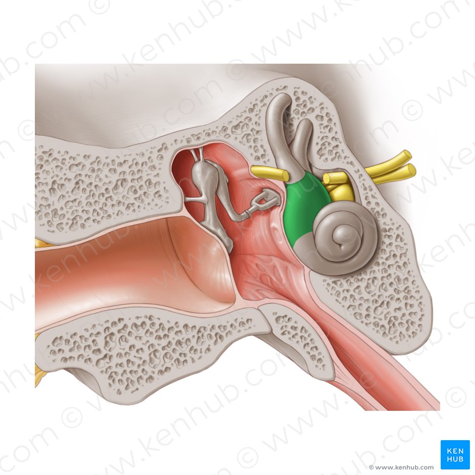 Detail Picture Of The Ear Nomer 47