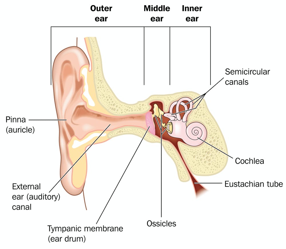 Detail Picture Of The Ear Nomer 50