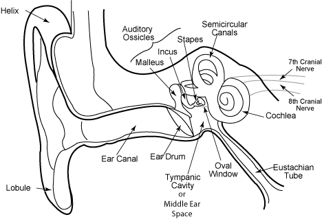 Detail Picture Of The Ear Nomer 54