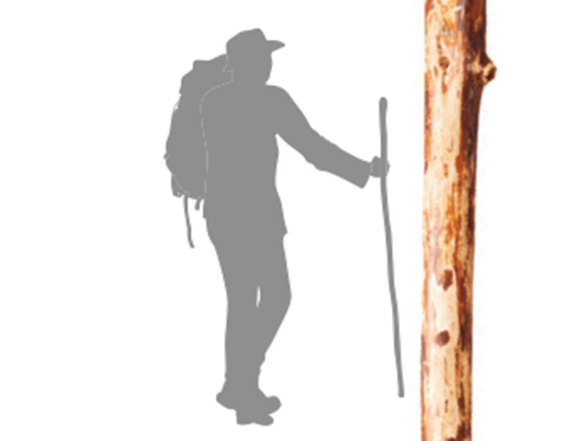 Detail Picture Of Walking Stick Nomer 27