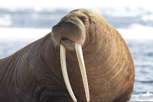 Detail Picture Of Walrus Animal Nomer 9