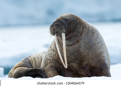 Detail Picture Of Walrus Animal Nomer 19