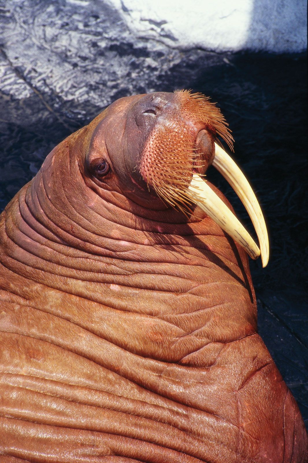 Detail Picture Of Walrus Animal Nomer 21