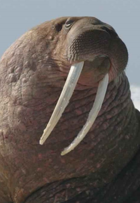 Detail Picture Of Walrus Animal Nomer 22