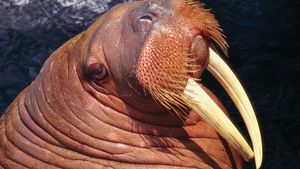 Detail Picture Of Walrus Animal Nomer 29