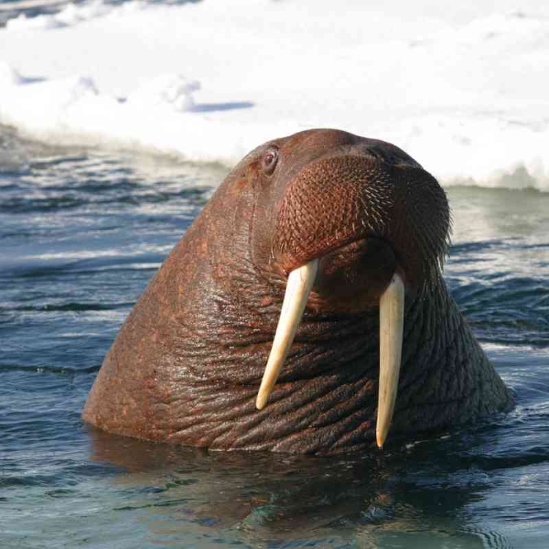 Detail Picture Of Walrus Animal Nomer 33