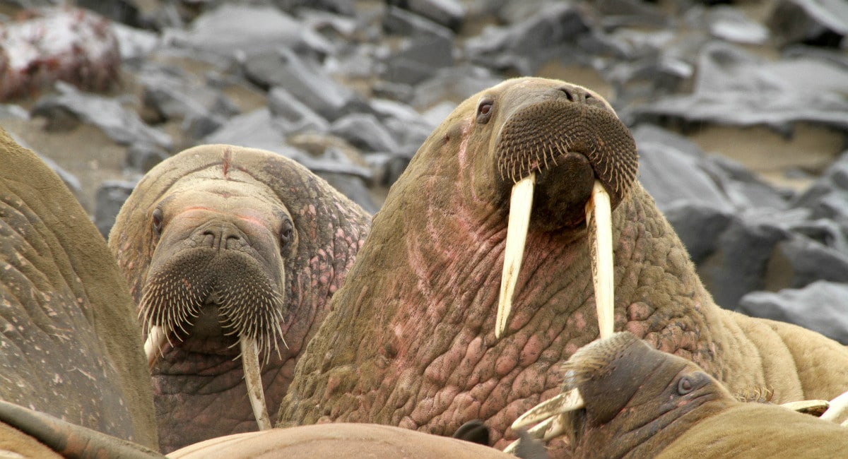 Detail Picture Of Walrus Animal Nomer 37