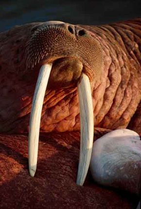 Detail Picture Of Walrus Animal Nomer 39